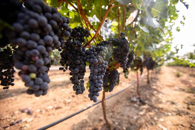 Napa and Sonoma Wine Country Full-Day Tour from San Francisco - Sonoma Plaza Free Time: Lunch and Shopping You Can Actually Enjoy