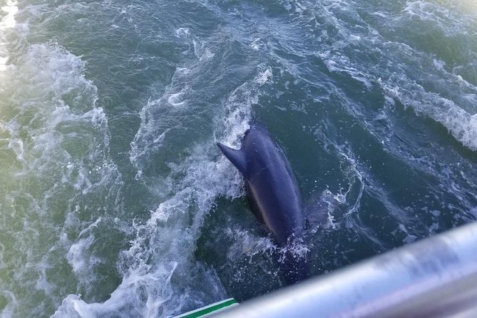 Naples Sightseeing Boat Tour - Wildlife Chances: Birds, Dolphins, and Manatees in Season