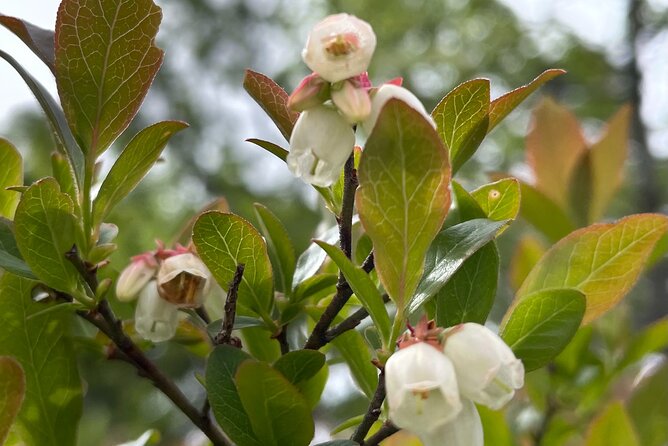 Narrated Bus Tour of Bar Harbor and Acadia National Park - Sieur de Monts Spring: the park origin, plus a calmer garden-style visit