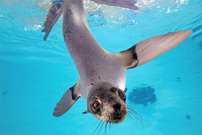 New England Aquarium Admission Ticket in Boston - Front Plaza: Harbor Seals and the Ocean-Planet Globe