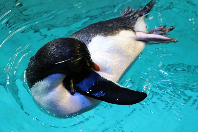 New England Aquarium Admission Ticket in Boston - Penguin Colony and Marine Mammal Center: Where Everyone Gathers