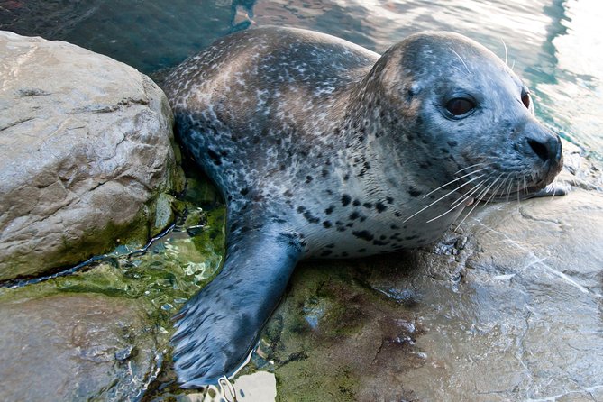 New England Aquarium Admission Ticket in Boston - Sea Turtles and Live Feeding Moments (Myrtle Is the Star)