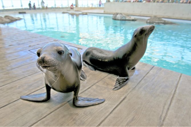 New England Aquarium Admission Ticket in Boston - Touch Tank Experiences and the Stuff Kids Remember