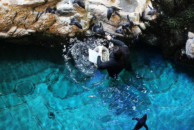 New England Aquarium Admission Ticket in Boston - How to Make Your 2-Hour Visit Feel Unrushed