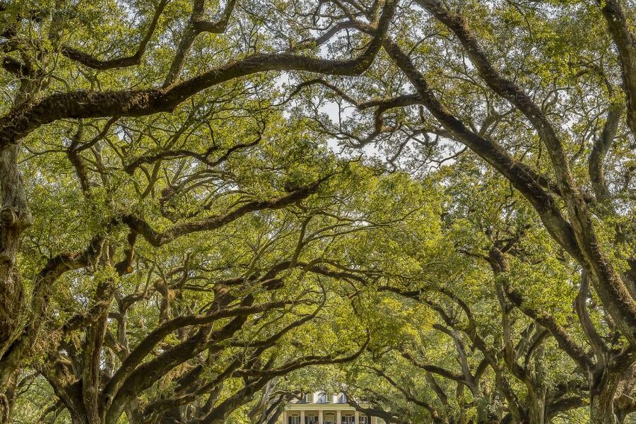 New Orleans: Bayou Swamp Tour and Oak Alley Plantation Tour - Key things I’d circle before you go