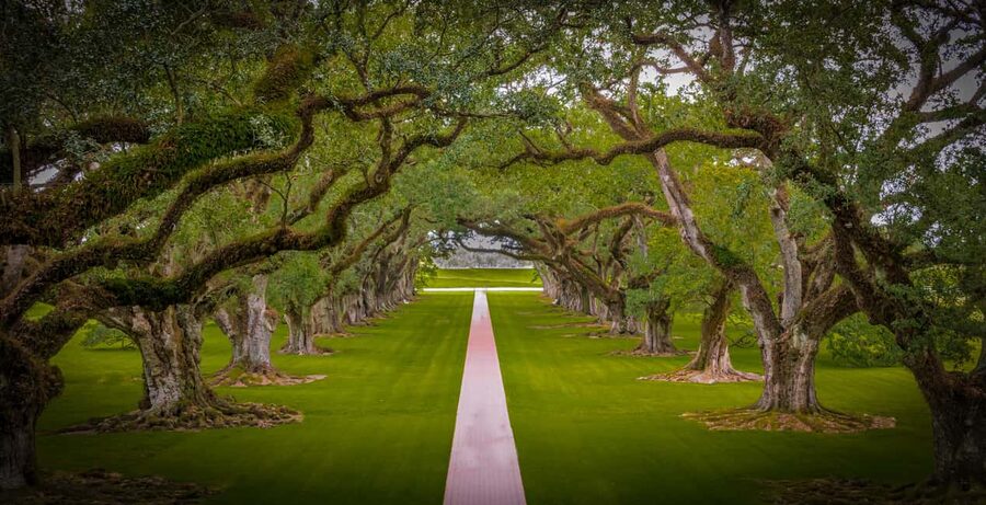 New Orleans: Bayou Swamp Tour and Oak Alley Plantation Tour - A long day from New Orleans, but it is organized
