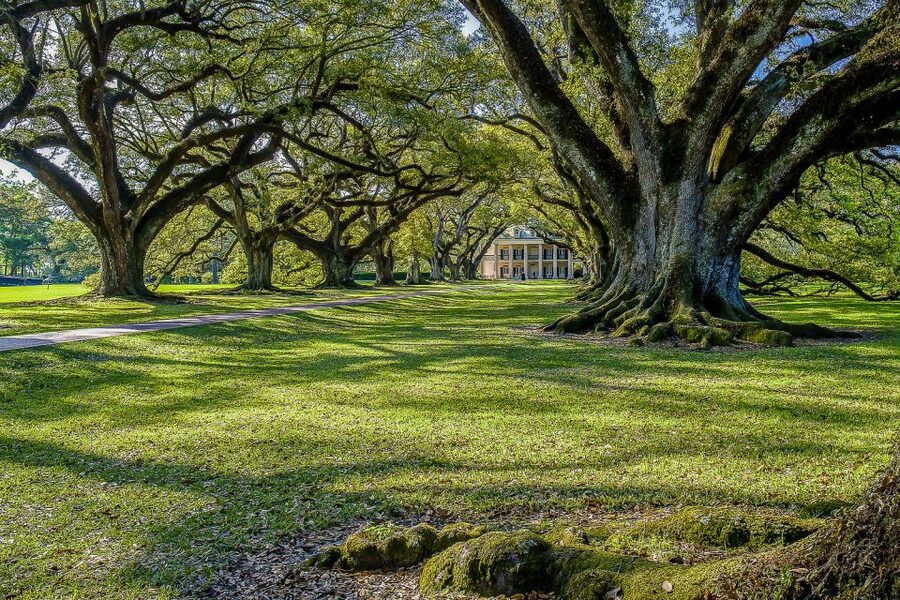 New Orleans: Bayou Swamp Tour and Oak Alley Plantation Tour - Oak Alley Plantation at 3:00PM: live oaks and guided interpretation