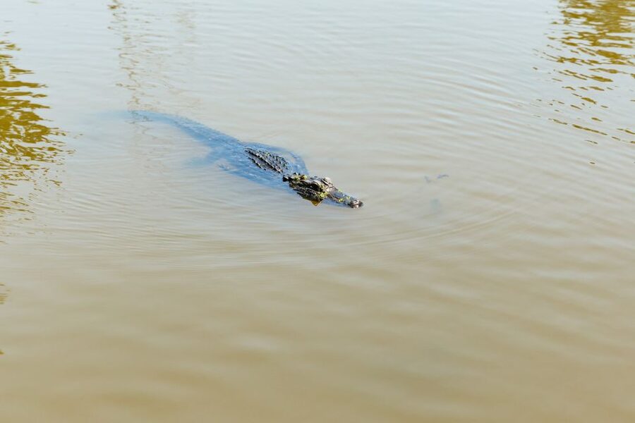 New Orleans: Bayou Tour in Jean Lafitte National Park - Price and value: is $32 worth 90 minutes?