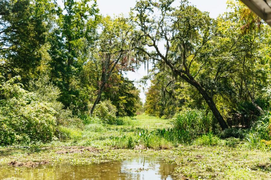 New Orleans: Bayou Tour in Jean Lafitte National Park - New Orleans swamp touring, without the long day