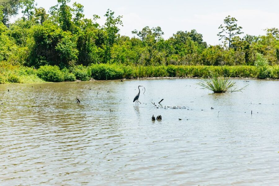 New Orleans: Bayou Tour in Jean Lafitte National Park - Barataria Preserve: what you’re really paying for