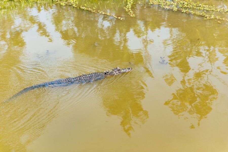 New Orleans: Bayou Tour in Jean Lafitte National Park - Wildlife you can reasonably expect on this route