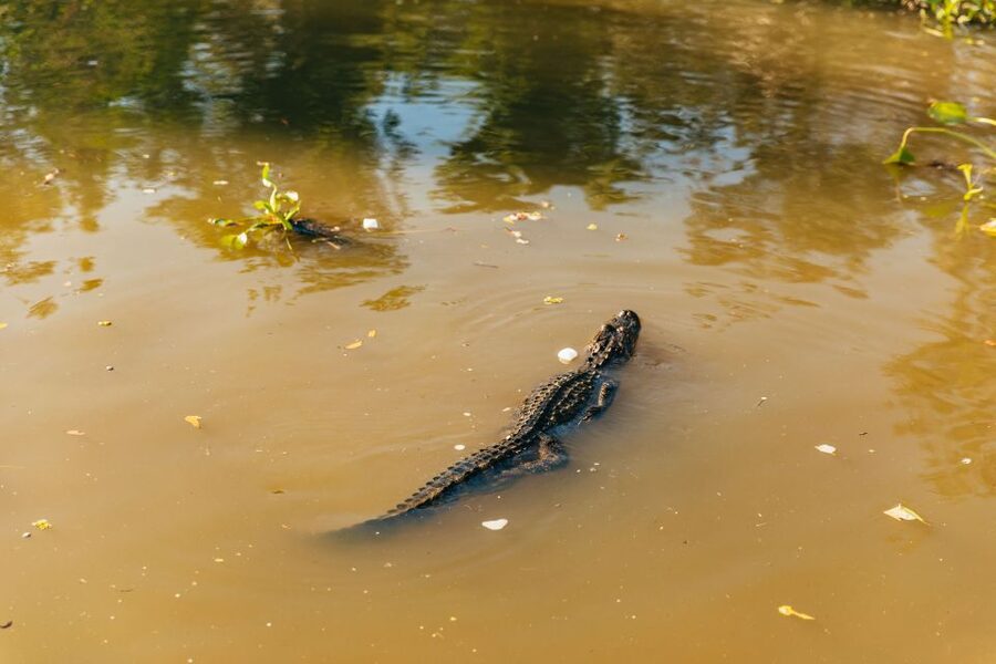 New Orleans: Guided Swamp Cruise by Tour Boat - Getting there from the French Quarter: pickup, timing, and expectations