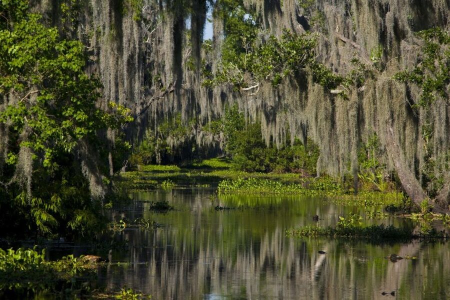 New Orleans: High Speed 16 Passenger Airboat Ride - Getting to the Swamp Dock: Pickup Windows and the Real Timing
