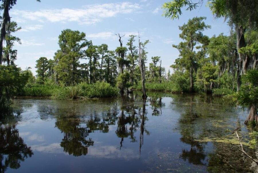 New Orleans: High Speed 16 Passenger Airboat Ride - Jean Lafitte National Historical Park and Preserve: The Bayou Setting Starts Early