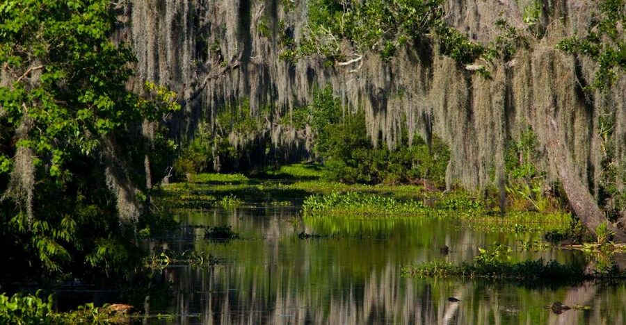 New Orleans: High Speed 16 Passenger Airboat Ride - What Wildlife Feels Like When You Are Close to the Edge