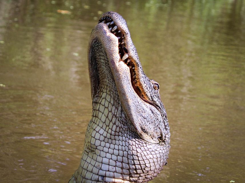 New Orleans: High Speed 16 Passenger Airboat Ride - Comfort, Kids, and Who This Tour Works Best For
