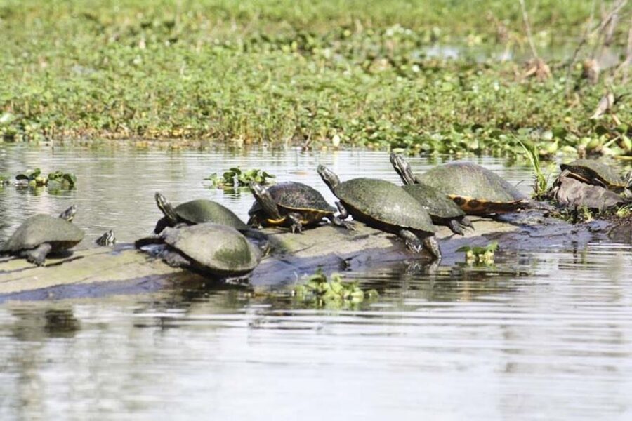 New Orleans: High Speed 16 Passenger Airboat Ride - FAQ