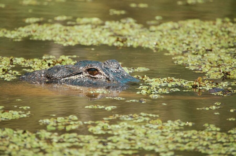 New Orleans: High Speed 9 Passenger Airboat Tour - Wildlife you can realistically hope to see, not just gawk from far away