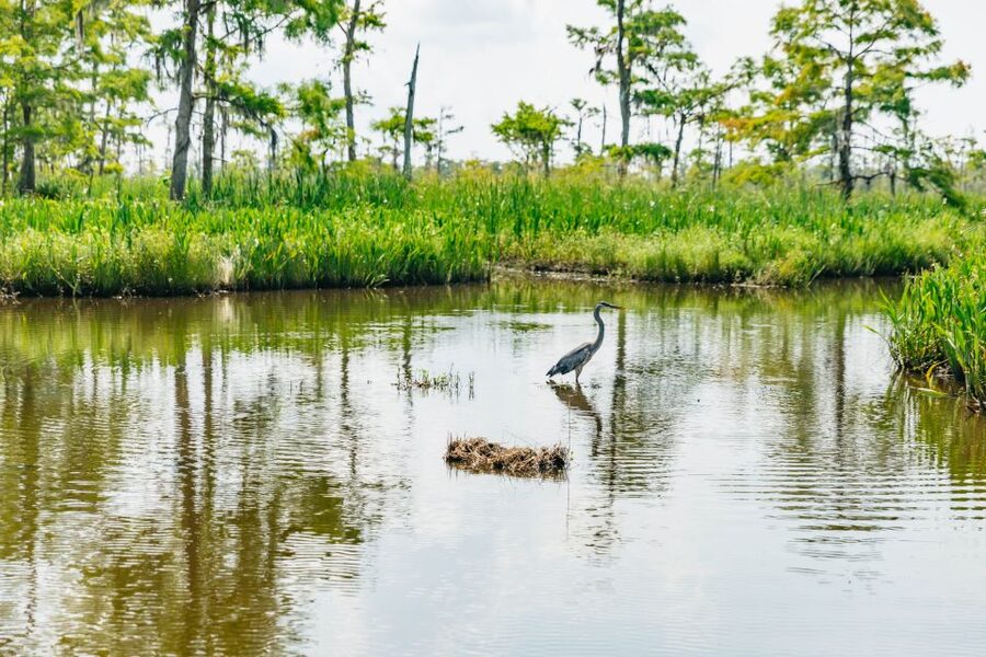 New Orleans: High Speed 9 Passenger Airboat Tour - What to wear for an open-boat, high-speed day in Marrero