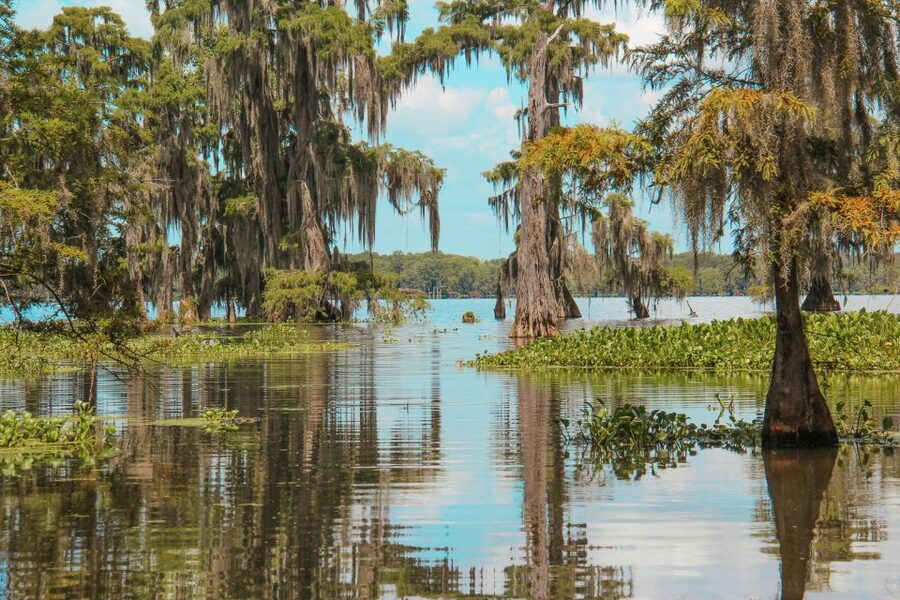 New Orleans: High Speed 9 Passenger Airboat Tour - Price and value: is $89 per person a good deal