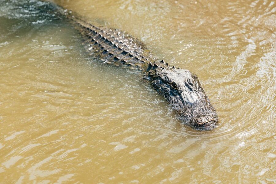 New Orleans: High Speed 9 Passenger Airboat Tour - How the French Quarter pickup and the Jean Lafitte Park portion set you up