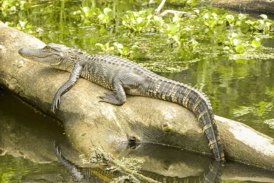 New Orleans Manchac Bayou Swamp Cruise W/ Optional Pick-Up - Getting to Cajun Pride Swamp Tours without stress