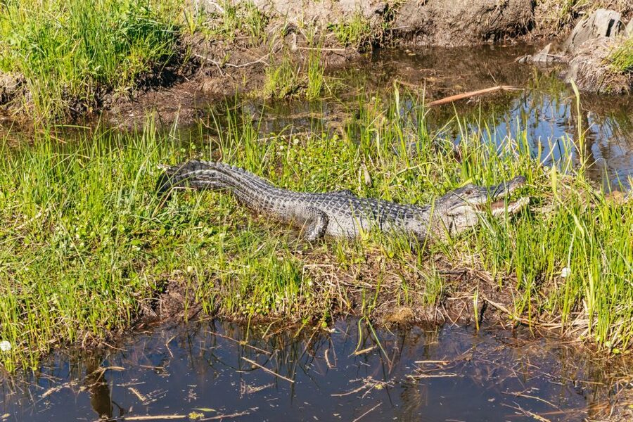 New Orleans: Oak Alley Plantation & Airboat Swamp Combo Tour - What to bring so the day stays comfortable