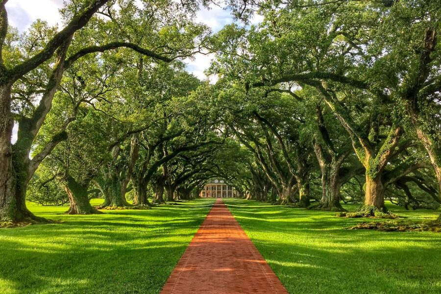 New Orleans: Oak Alley Plantation Tour with Transportation - Getting to Oak Alley: the bus ride, the views, and why it’s worth it
