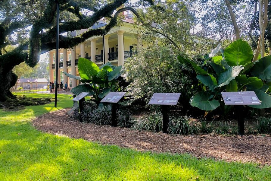New Orleans: Oak Alley Plantation Tour with Transportation - The optional 90-minute Manchac Swamp upgrade: what it adds to the story