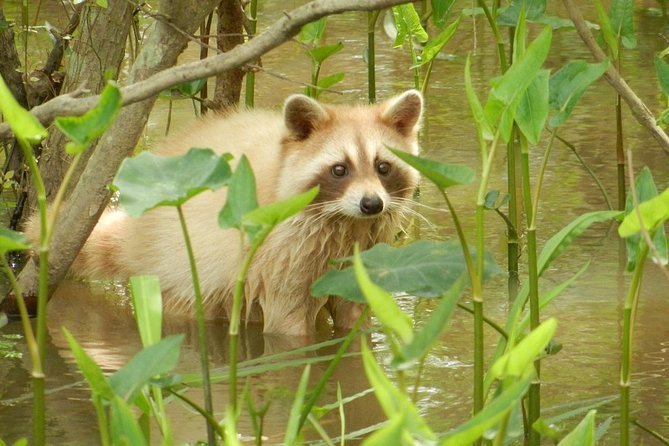 New Orleans Self-Transport Swamp and Bayou Boat Tour - How the 2-Hour Ride Flows, Stop by Stop