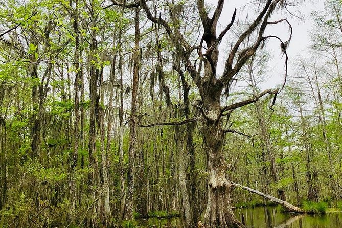 New Orleans Self-Transport Swamp and Bayou Boat Tour - What You Look For: Alligators and the Full Cast of Wetland Wildlife