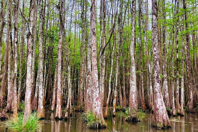 New Orleans Swamp and Bayou Boat Tour with Transportation - The 2-Hour Honey Island Cruise: What You Should Expect to Spot
