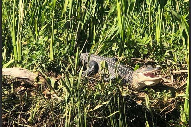 New Orleans Swamp Tour Boat Adventure - Why Barataria Preserve is the point of this New Orleans swamp tour