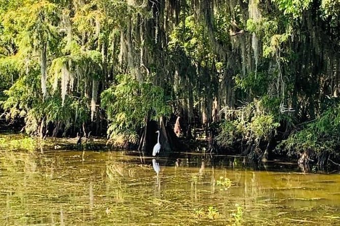 New Orleans Swamp Tour Boat Adventure - What to wear and how weather changes the 1 hour 40 minutes ride