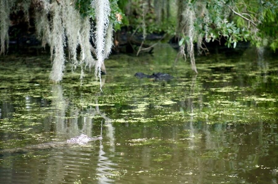 New Orleans: Swamp Tour on Covered Pontoon Boat - The Covered Boat Ride: What 90 Minutes to 3 Hours Feels Like