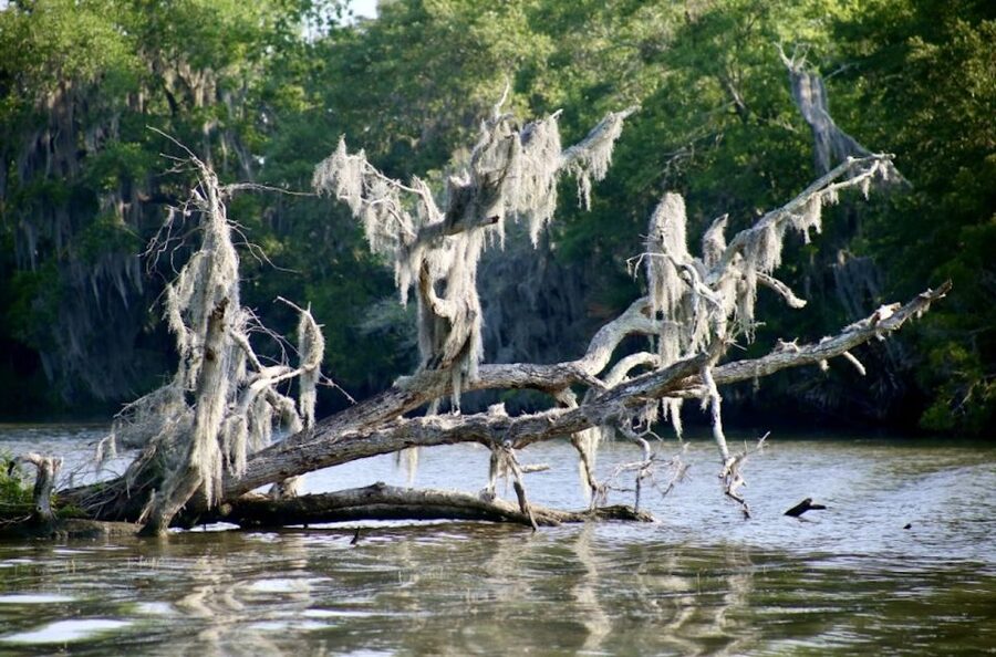 New Orleans: Swamp Tour on Covered Pontoon Boat - Why the Pontoon Beats Airboats for Many People