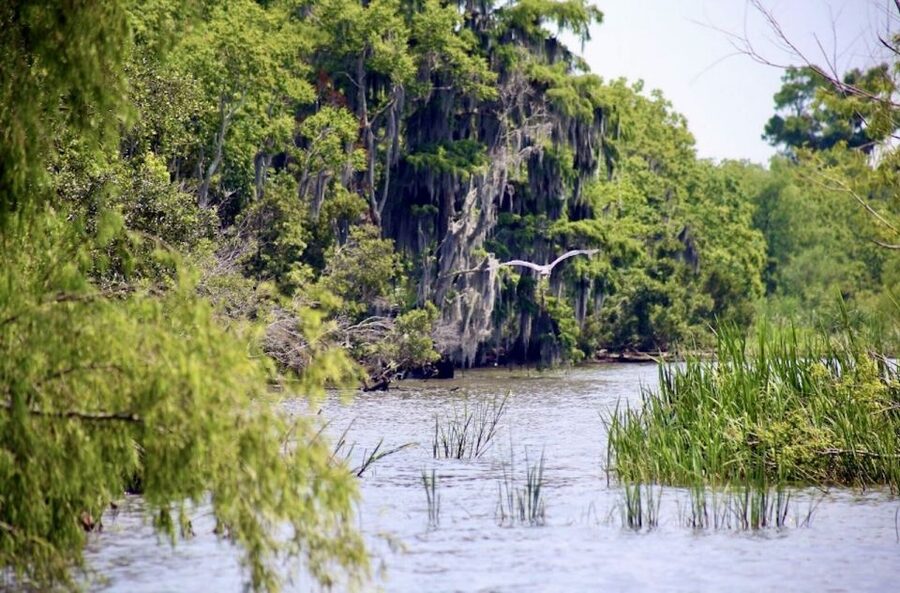 New Orleans: Swamp Tour on Covered Pontoon Boat - Cajun-Style Guides and Real Cajun Stories