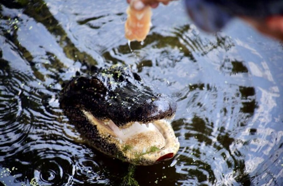 New Orleans: Swamp Tour on Covered Pontoon Boat - Getting the Best Experience Out of 20,000 Acres