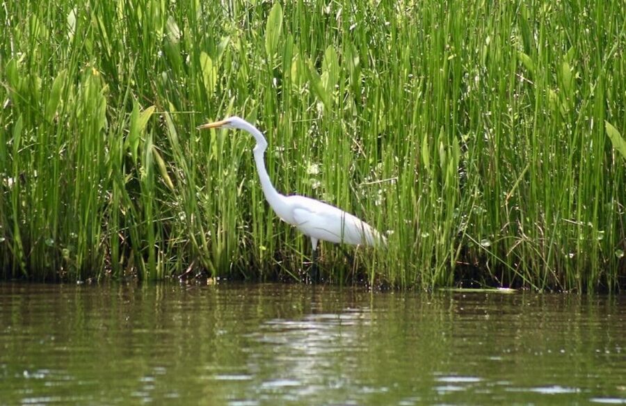 New Orleans: Swamp Tour on Covered Pontoon Boat - Price and Value: Is $35 a Good Deal for a Bayou Tour?