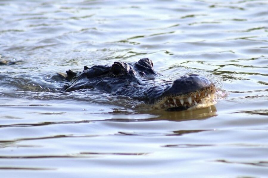 New Orleans: Swamp Tour on Covered Pontoon Boat - Where You Start: Adventures of Jean Lafitte and the 40-Minute Jump