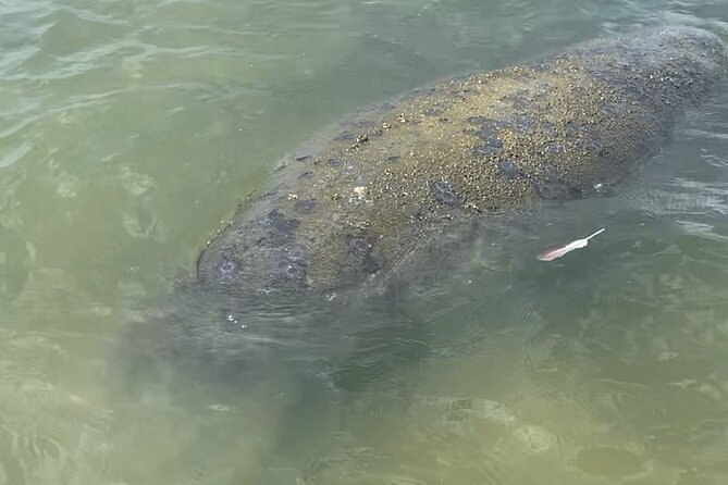 New Smyrna Dolphin and Manatee Kayak and SUP Adventure Tour - Mangroves, Interior Waterways, and Quiet Florida