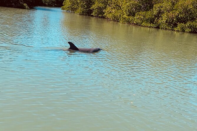 New Smyrna Dolphin and Manatee Kayak and SUP Adventure Tour - Your Guide Makes or Breaks the Day