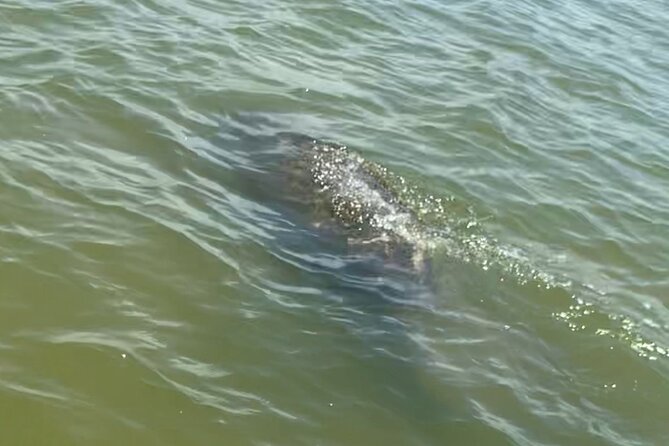 New Smyrna Dolphin and Manatee Kayak and SUP Adventure Tour - Why New Smyrna’s Wildlife Reputation Isn’t Hype