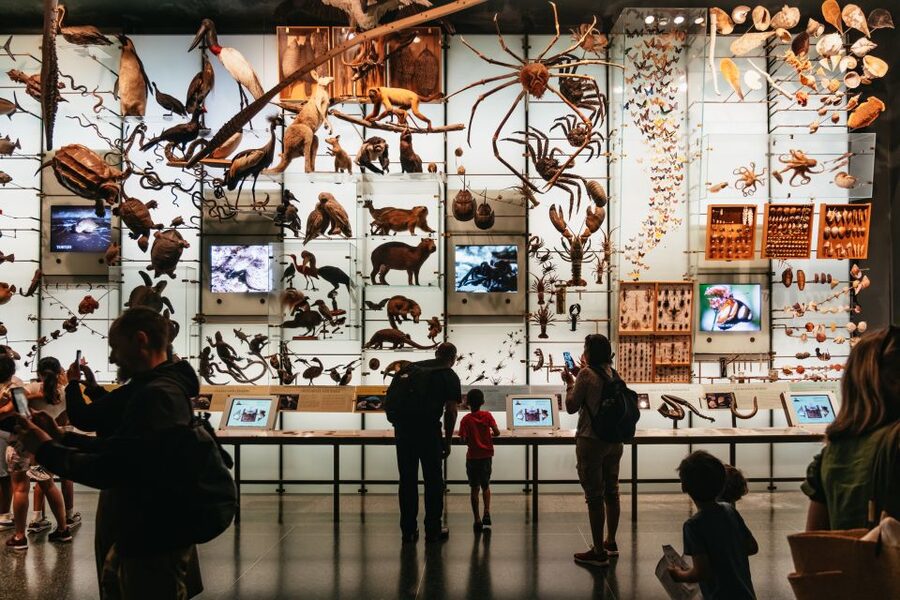 New York City: American Museum of Natural History Ticket - Key highlights I’d build my day around