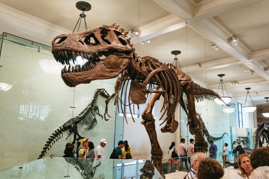 New York City: American Museum of Natural History Ticket - Why the American Museum of Natural History is a one-day must