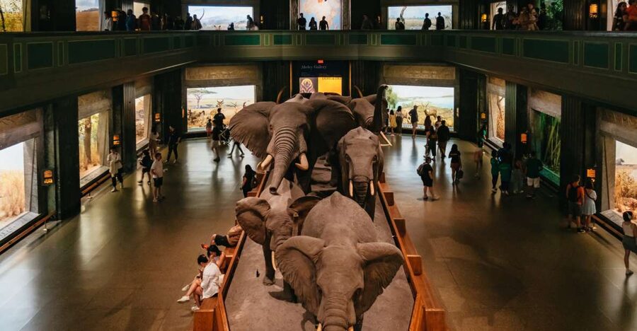 New York City: American Museum of Natural History Ticket - Getting in and mapping your day: timed entry, Wi-Fi, and lockers