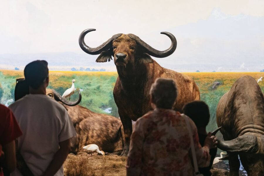 New York City: American Museum of Natural History Ticket - Culture exhibits and interactive learning: the museum isn’t only about fossils