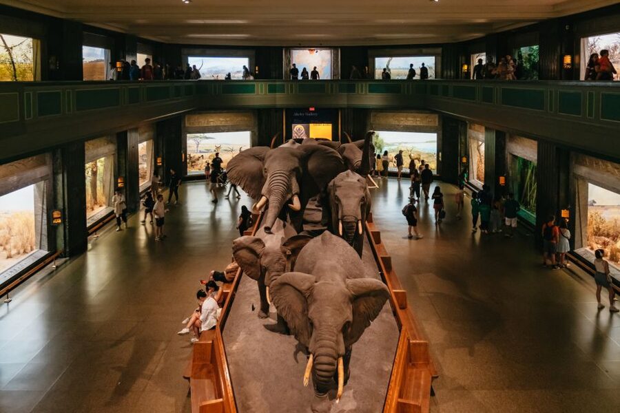New York City: American Museum of Natural History Ticket - Price and what you really get for $37