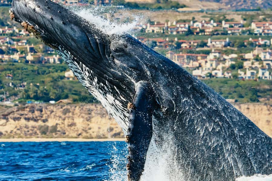 Newport Beach: 2-Hour Whale Watching Tour - Quick hits before you plan your day