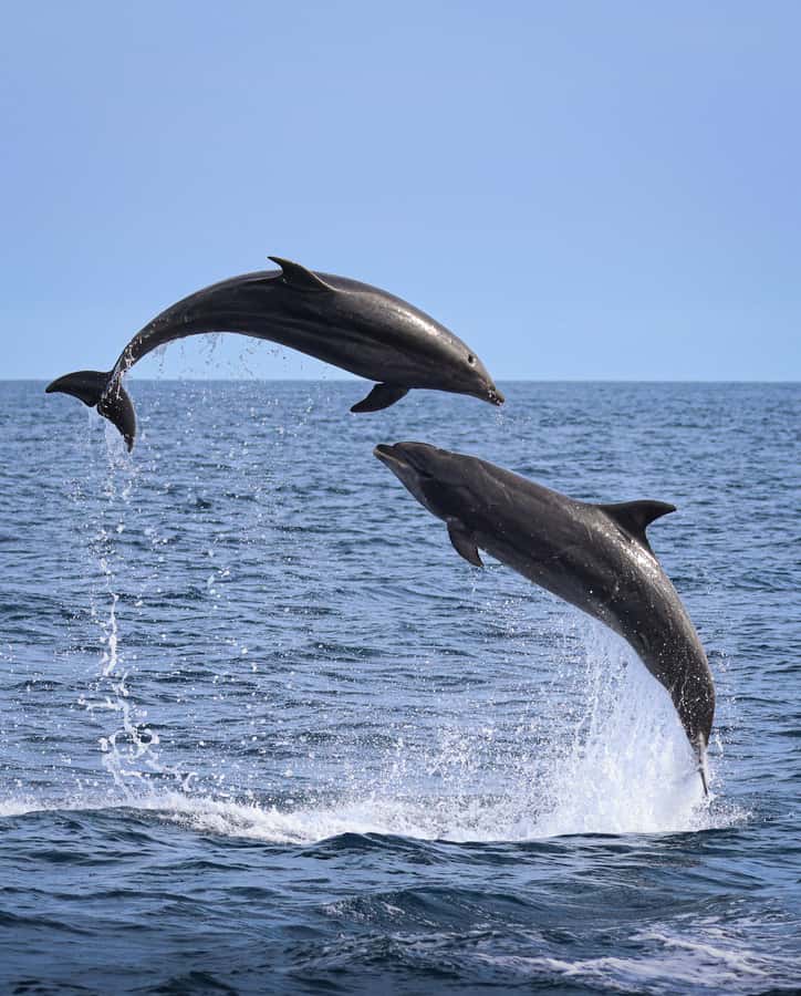 Newport Beach: 2-Hour Whale Watching Tour - Newport Harbor departure at 400 Main St, Balboa Pavilion, and the easiest way to park